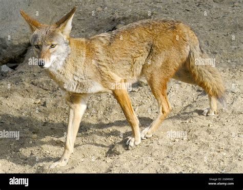 Wile E Coyote Hi Res Stock Photography And Images Alamy