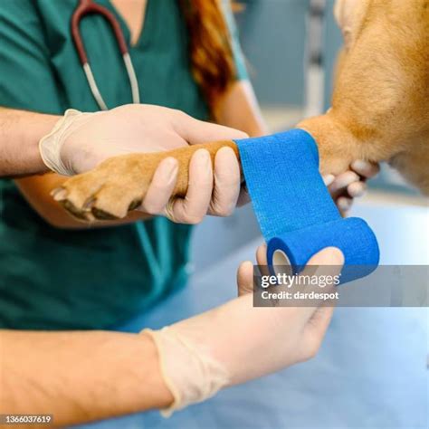 242 Dog Injured Paw Stock Photos High Res Pictures And Images Getty