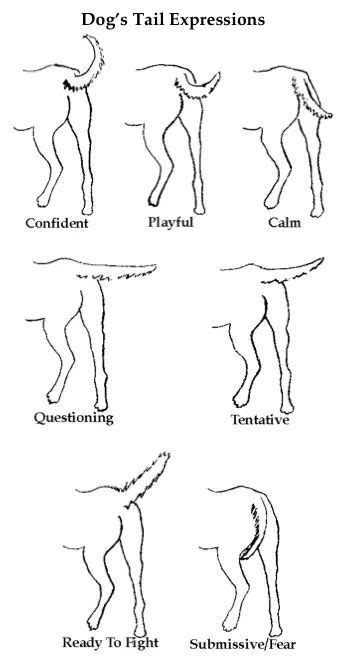 Pin By Arul Selvam On Dogs Dog Training Dog Body Language Dog Care