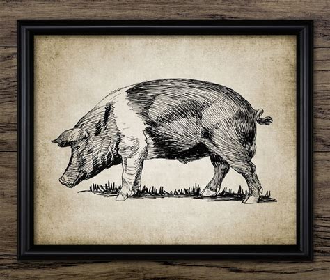 Hampshire Pig Wall Art Printable Domestic Swine Pig Breed - Etsy