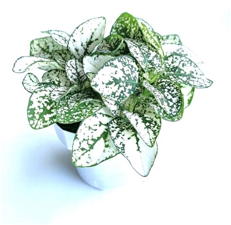 Hypoestes White Splash