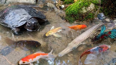 Menemukan Ikan Hias Ikan Koi Cupang Ikan Aligator Kura Kura Keong