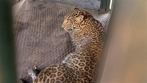 Leopard Rescued At Nilgiris Succumbs To Injuries The Hindu