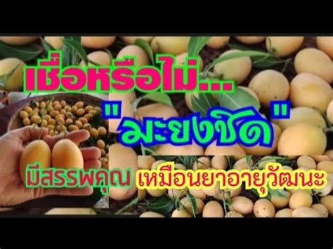 เชื่อหรือไม่ "มะยงชิด" มีสรรพคุณ เหมือนยาอายุวัฒนะช่วยให้ร่างกายกลับคืน ...