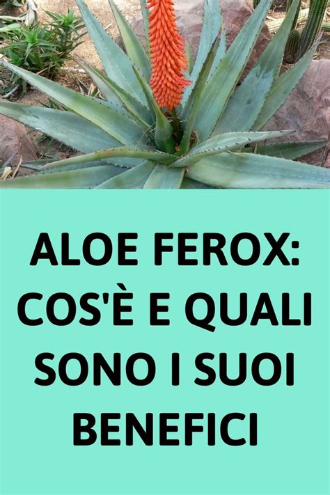 Aloe Ferox Cos E Quali Sono I Suoi Benefici