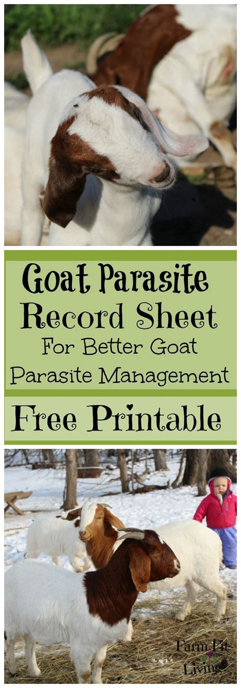 Keeping Goats Raising Goats Goat Health Goat Pen Female Goat Goat