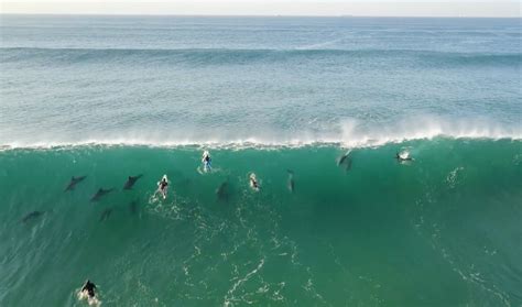 Des Dauphins S Amusent Surfer Au Milieu Des Surfeurs En Afrique Du Sud