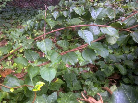 Woody Invasive With Thorns Walter Reeves The Georgia Gardener