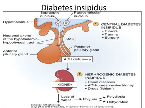 Ppt Physiopathology Of Pituitary Gland Adrenals And Gonads