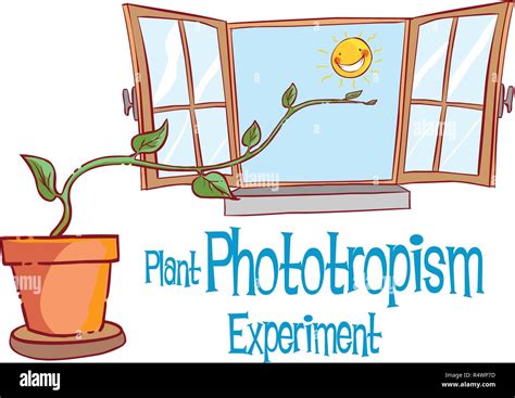 Phototropism experiment hi-res stock photography and images - Alamy