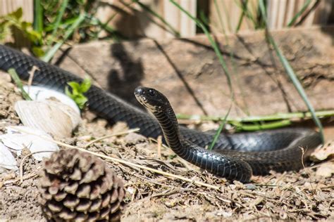 Homemade Snake Traps | Gone Outdoors | Your Adventure Awaits