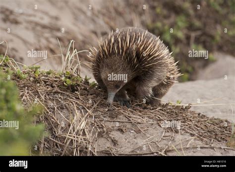 Short Beaked Echidna Tachyglossus Aculeatus Foraging On Sand Dunes