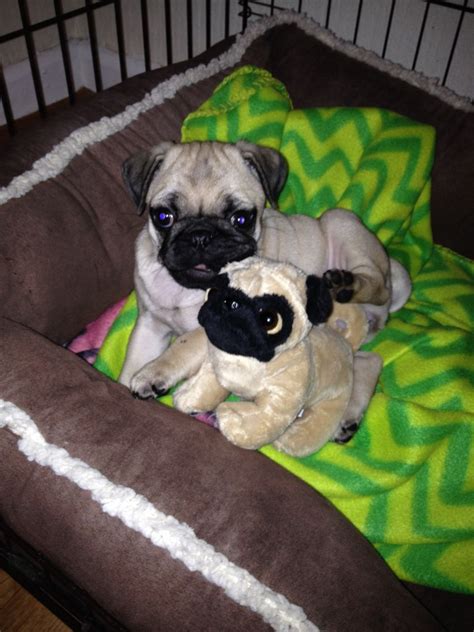 Baby Girl Pug Worksop Nottinghamshire Pets4homes