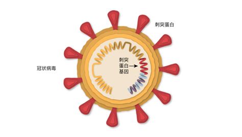 關於中國科興新冠疫苗，你應該了解的幾個問題 紐約時報中文網