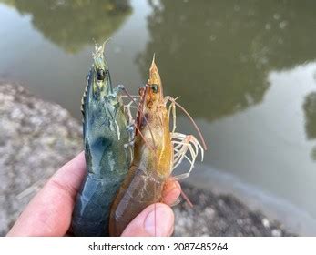 2.975 Shrimp Diseases Images, Stock Photos, 3D objects, & Vectors | Shutterstock