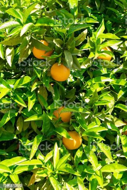 나무에 오렌지와 오렌지 꽃 0명에 대한 스톡 사진 및 기타 이미지 0명 감귤 감귤류 과일 Istock