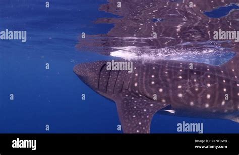 Shark pups Stock Videos & Footage - HD and 4K Video Clips - Alamy