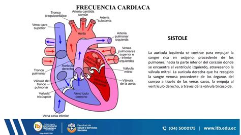 Frecuencia Cardiacapptx