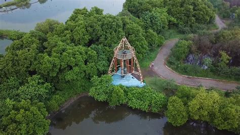 Hutan Mangrove Surabaya Newstempo