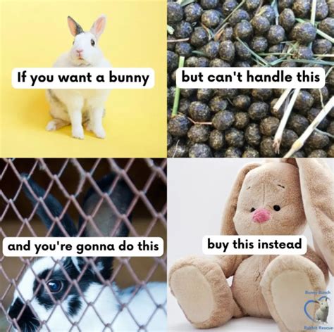 Don T Buy Rabbits For Easter The Bunny Bunch