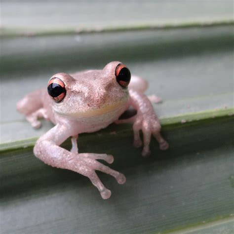 Pink Tree Frog