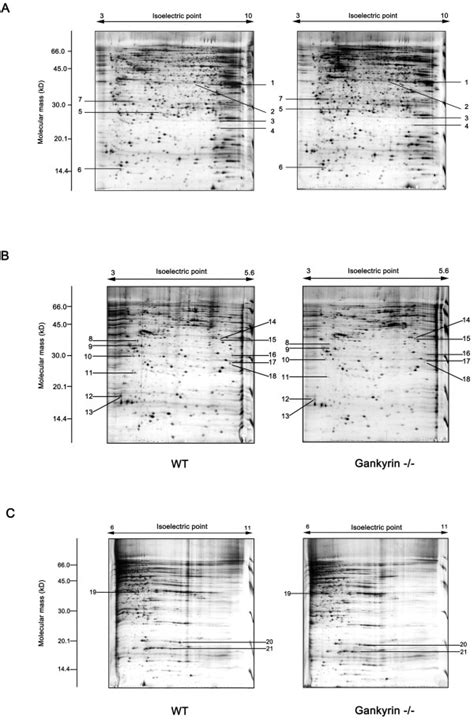 2 De Analysis Of Differentially Expressed Protein Spots Between Hct116