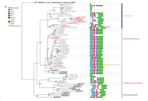 Phylogenetic Analysis And PFAM Domains Of AGO Like Proteins