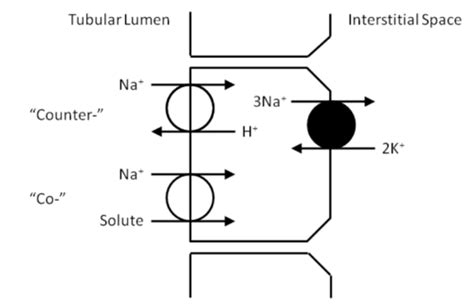 Renal Phys Proximal Tubule Function Tubular Reabsorption I