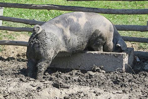 Pigs Trough Stock Photos Pictures And Royalty Free Images Istock