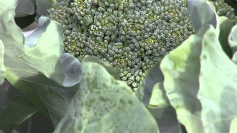 How To Harvest Broccoli Youtube