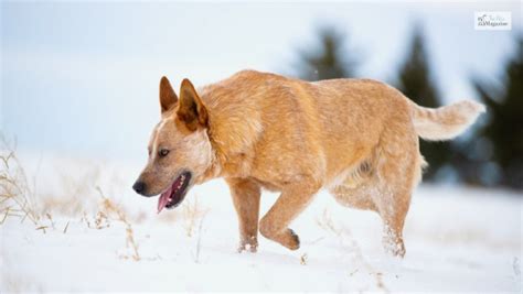 Red Heeler Behavior: Understanding Your Dog's Instincts