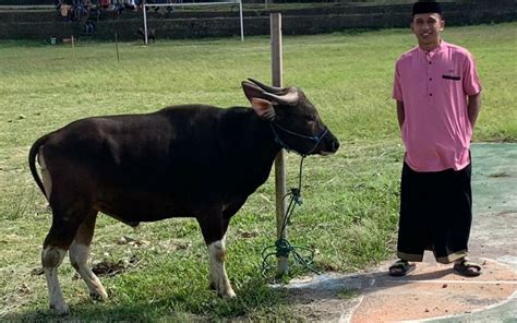 Berkurban Seekor Sapi Irfan Jaya Memaknai Iduladha Seperti Ini