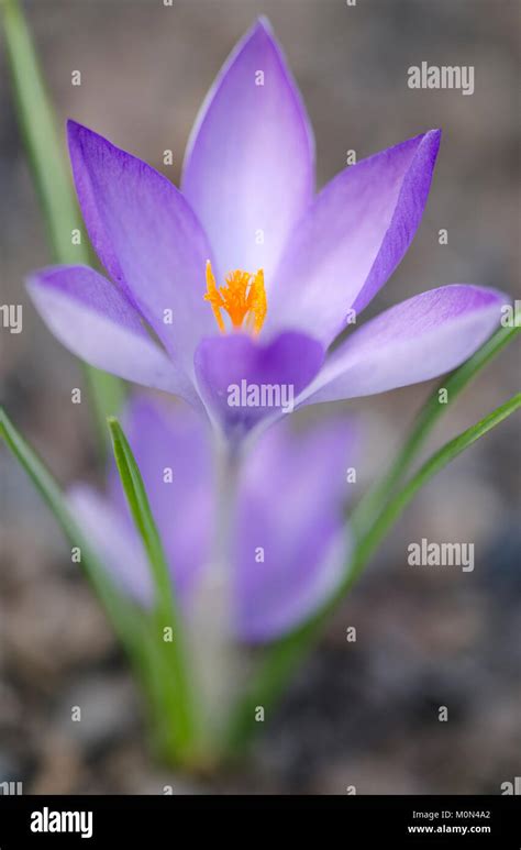 Crocus Tommasinianus Dalmatiner Krokus Stock Photo Alamy