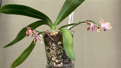 优雅谦卑的玛丽亚蝴蝶兰 Phalaenopsis Mariae Orchid YouTube