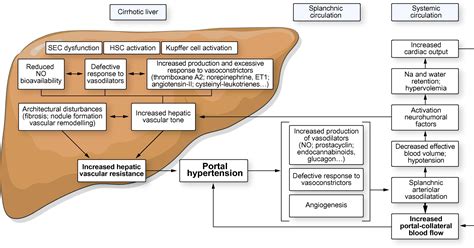 Functional Aspects On The Pathophysiology Of Portal Hypertension In