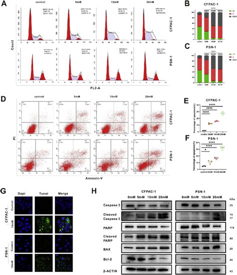 Licl Triggers G M Phase Arrest And Apoptosis In Pc Cell Lines A C