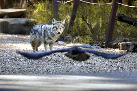 Animals come out to play in Yosemite while humans stay away - Lonely Planet