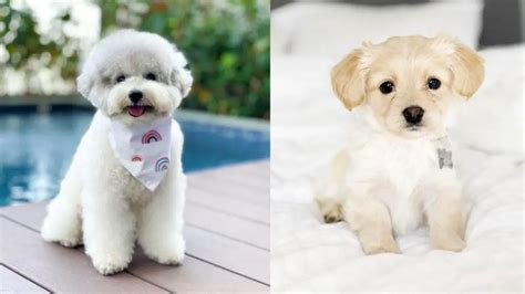 18 Adorable Bichon Frise Mix Dog Breeds Puppies Club