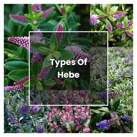 How To Grow Types Of Hebe Plant Care Tips NorwichGardener