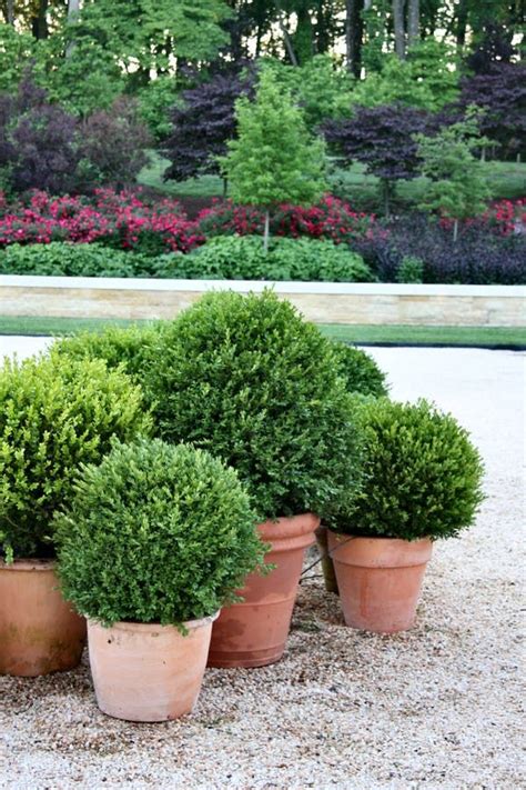 Landscape Elements Landscape Design Planter Boxes Planters Buxus