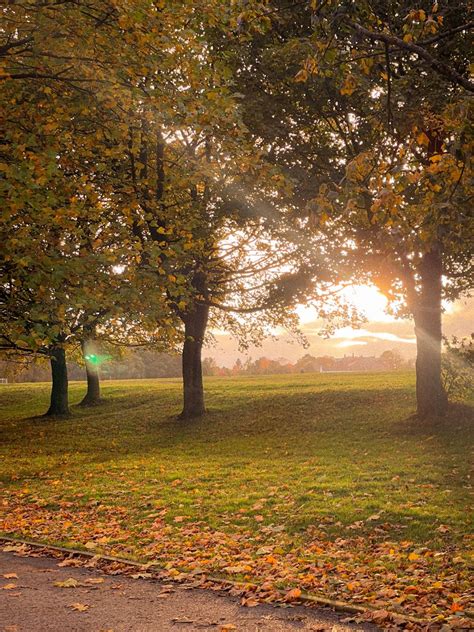 Autumn Country Roads Tree Plants