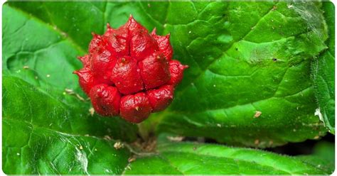 4 Goldenseal Benefits: Dosage & Safety | The Botanical Institute