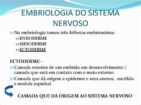 Embriologia Do Sistema Nervoso Embriologia Do Sistema Nervoso