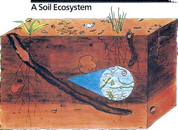 Soil Ecosystem