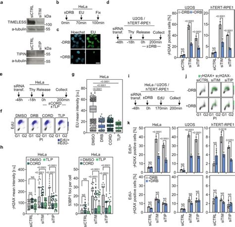 Human Osteosarcoma Cell Line U Os Atcc Bioz