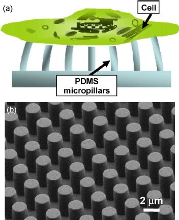 A Schematic Illustration Of Pdms Micropillar Based Cellular Force