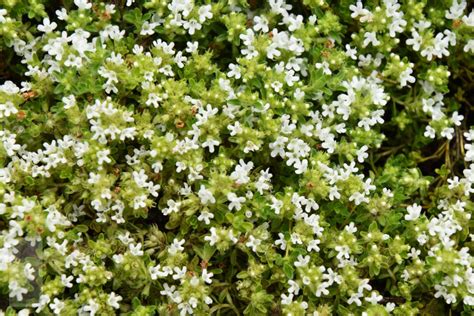 Thymus Praecox Albiflorus Vaste Planten De Swaef Bv