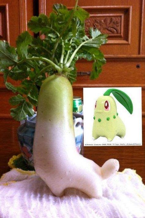 Chikorita Pokemon Funny Funny Images