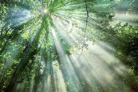 Rayos de luz solar a través de los árboles en el bosque Foto Premium