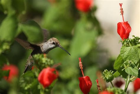 Hummingbird Garden Design - Garden Style San Antonio